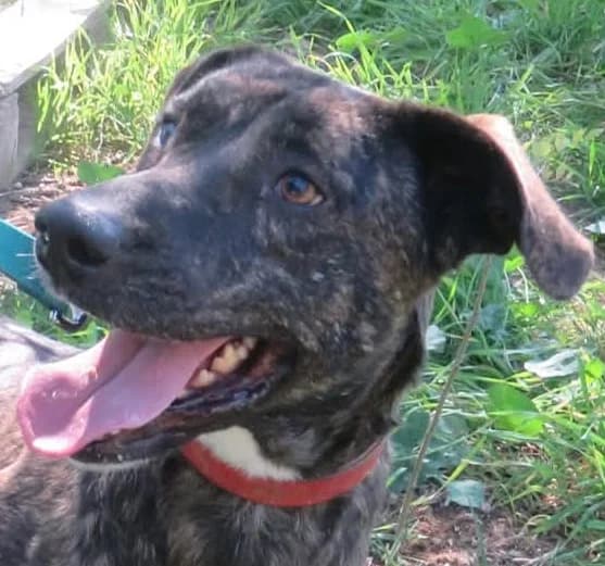 Elsa,  Mixed Breed for adoption at Greek Animal Rescue, Athens