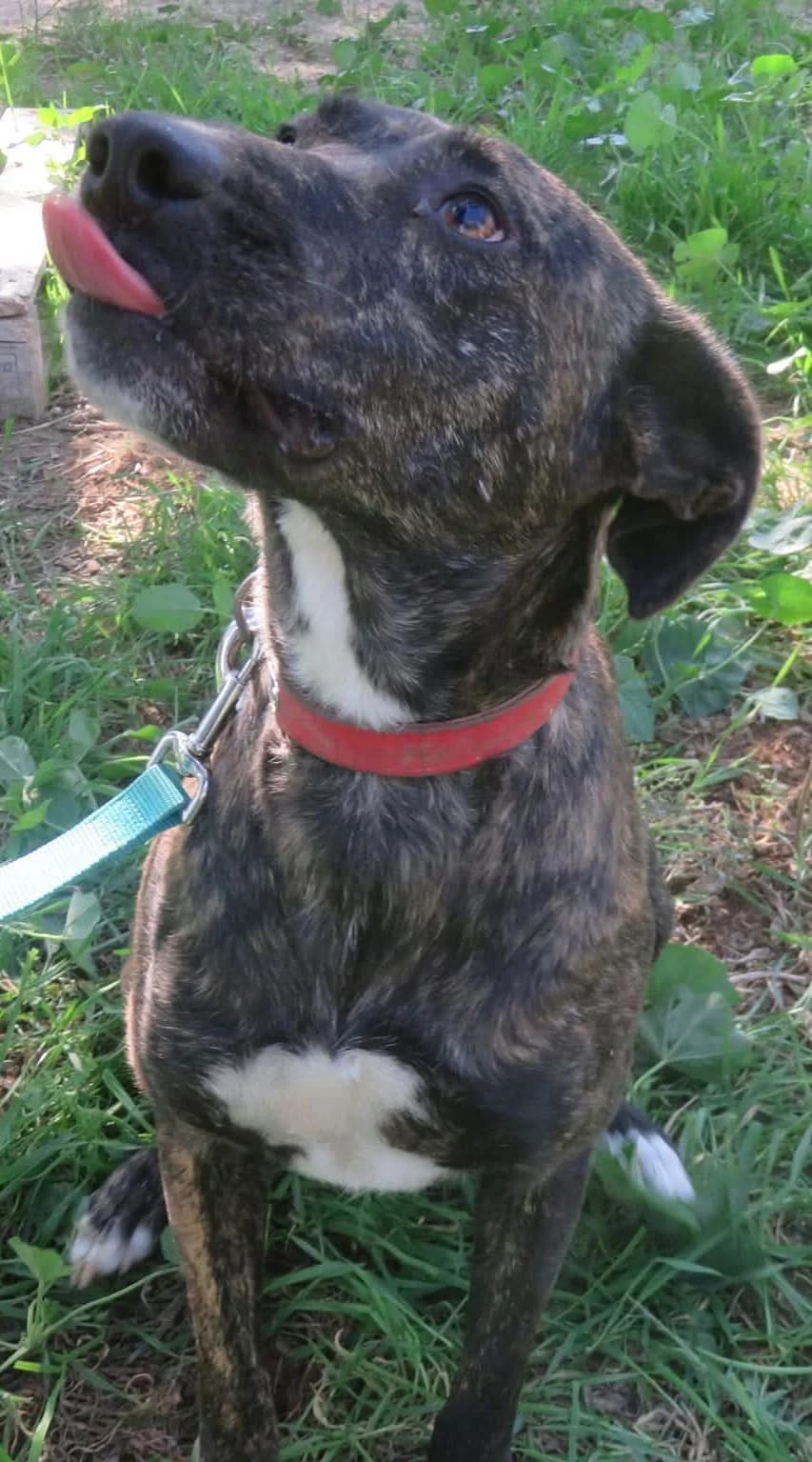 Elsa, female Mixed Breed for adoption at Greek Animal Rescue — photo 3 of 4