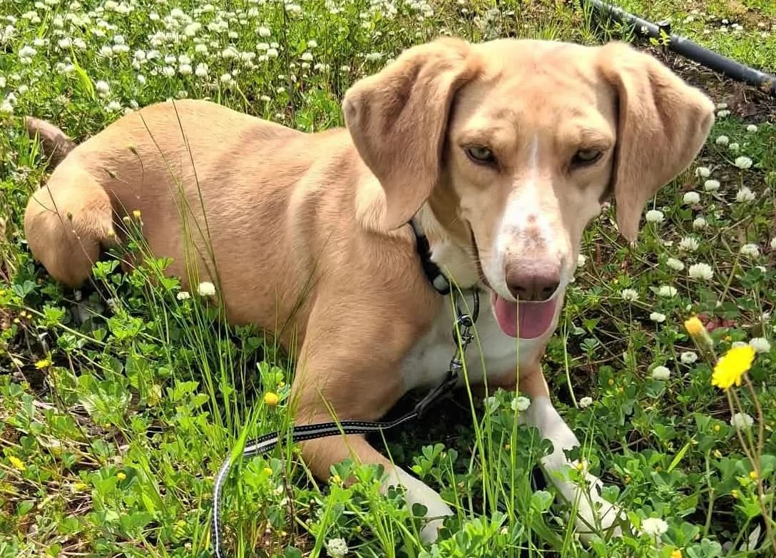 Shiva, female Mixed Breed for adoption at Greek Animal Rescue — photo 2 of 4