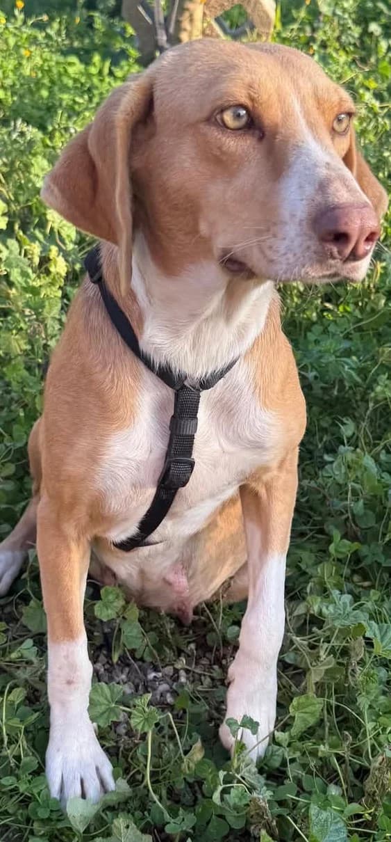 Shiva, female Mixed Breed for adoption at Greek Animal Rescue — photo 3 of 4