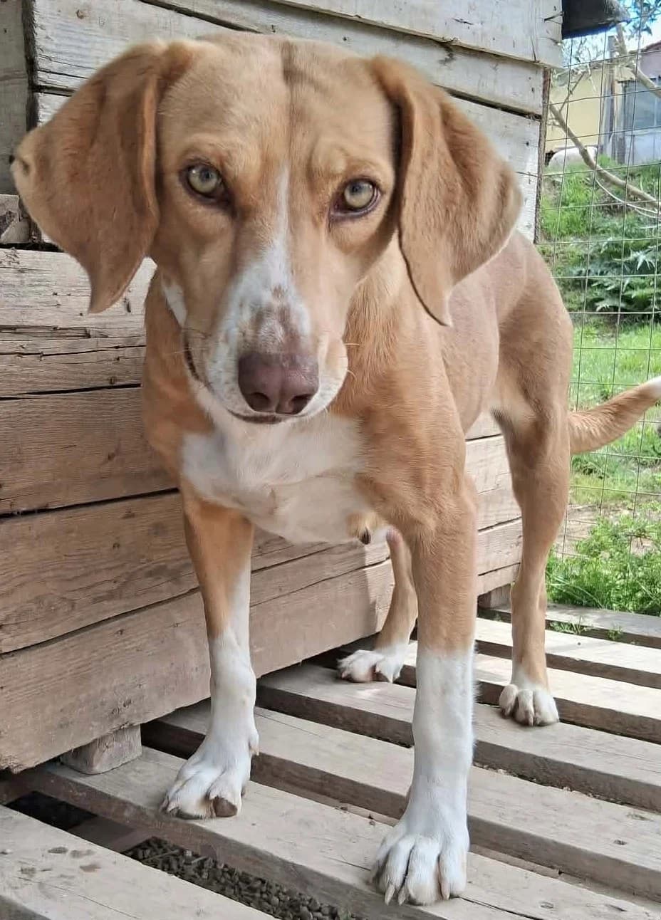 Shiva, female Mixed Breed for adoption at Greek Animal Rescue — photo 4 of 4