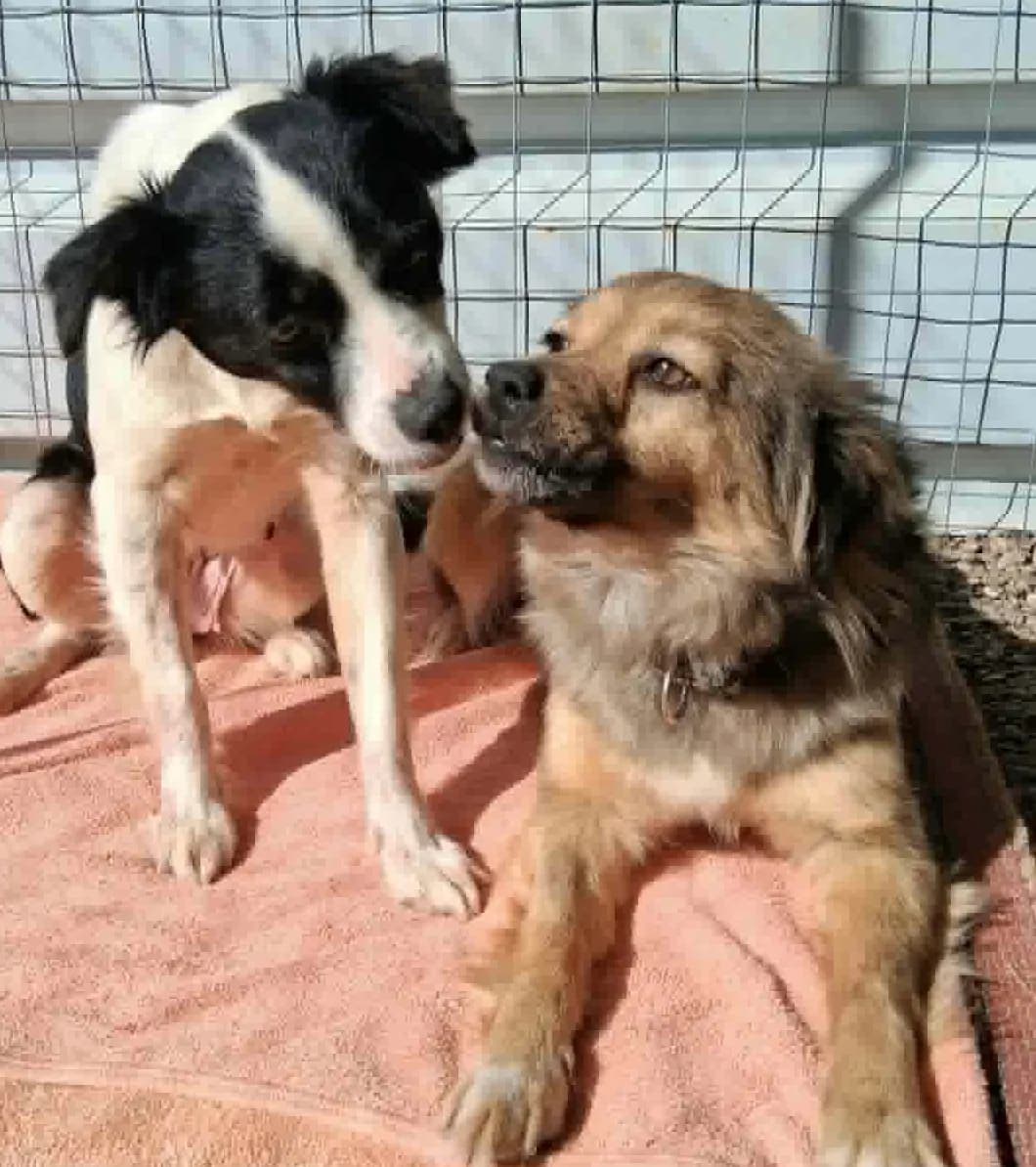 Athena,  Mixed Breed for adoption at Greek Animal Rescue, Athens