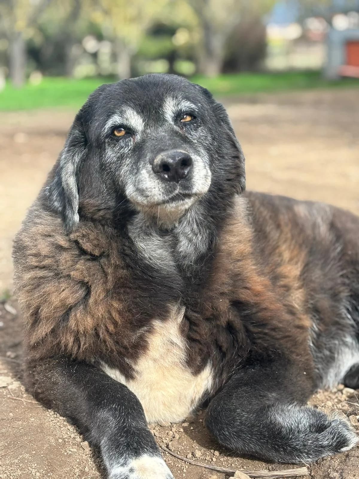 Amber,  Mixed Breed for adoption at Hopeland Dog Sanctuary