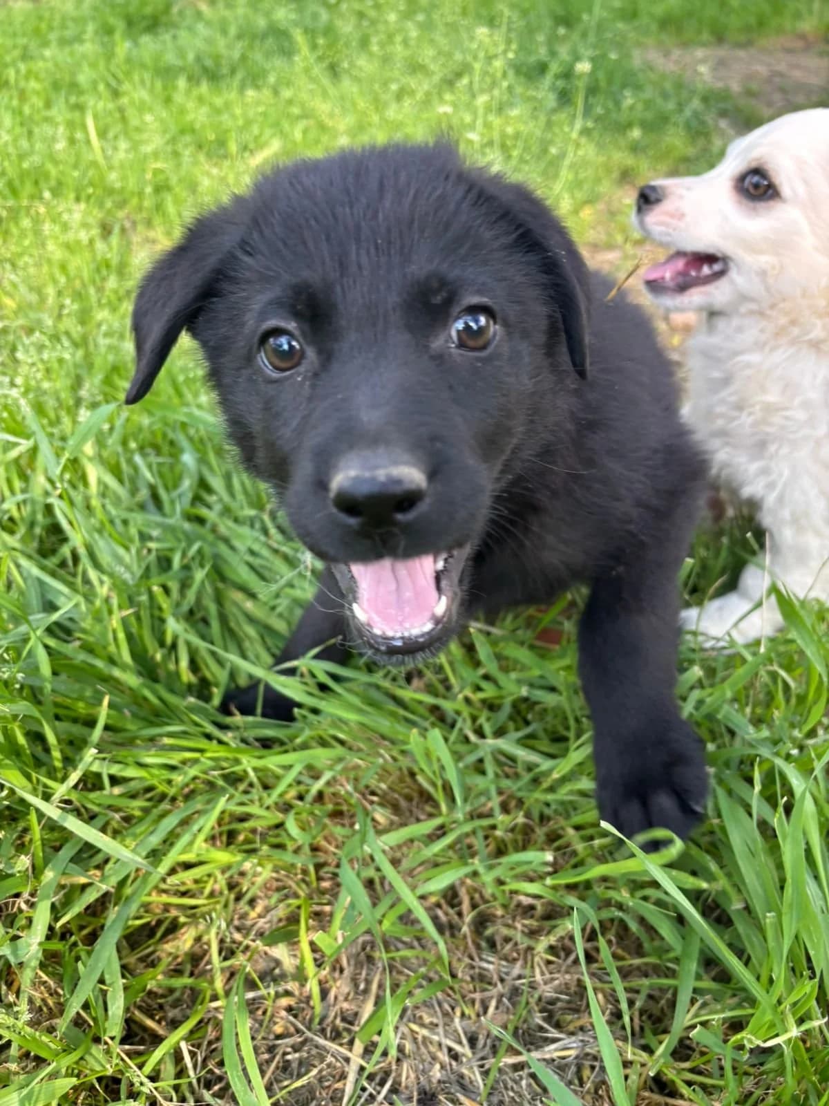 Anca, Mixed Breed for adoption at Hopeland Dog Sanctuary