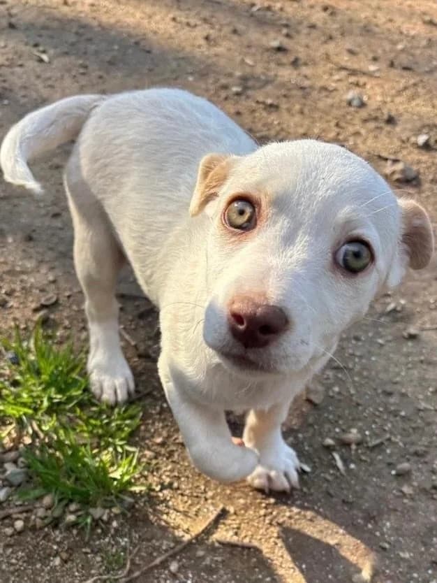 Anda, Mixed Breed for adoption at Hopeland Dog Sanctuary