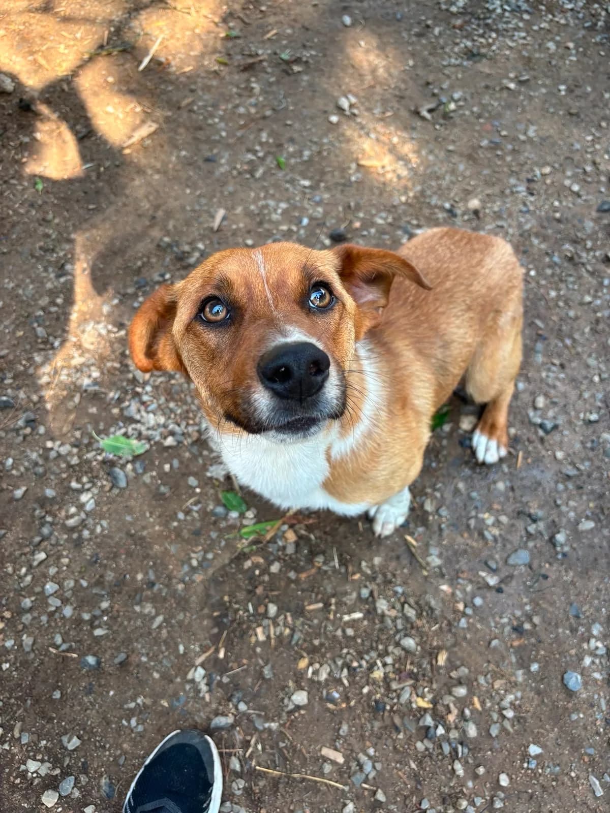 Andom,  Mixed Breed for adoption at Hopeland Dog Sanctuary