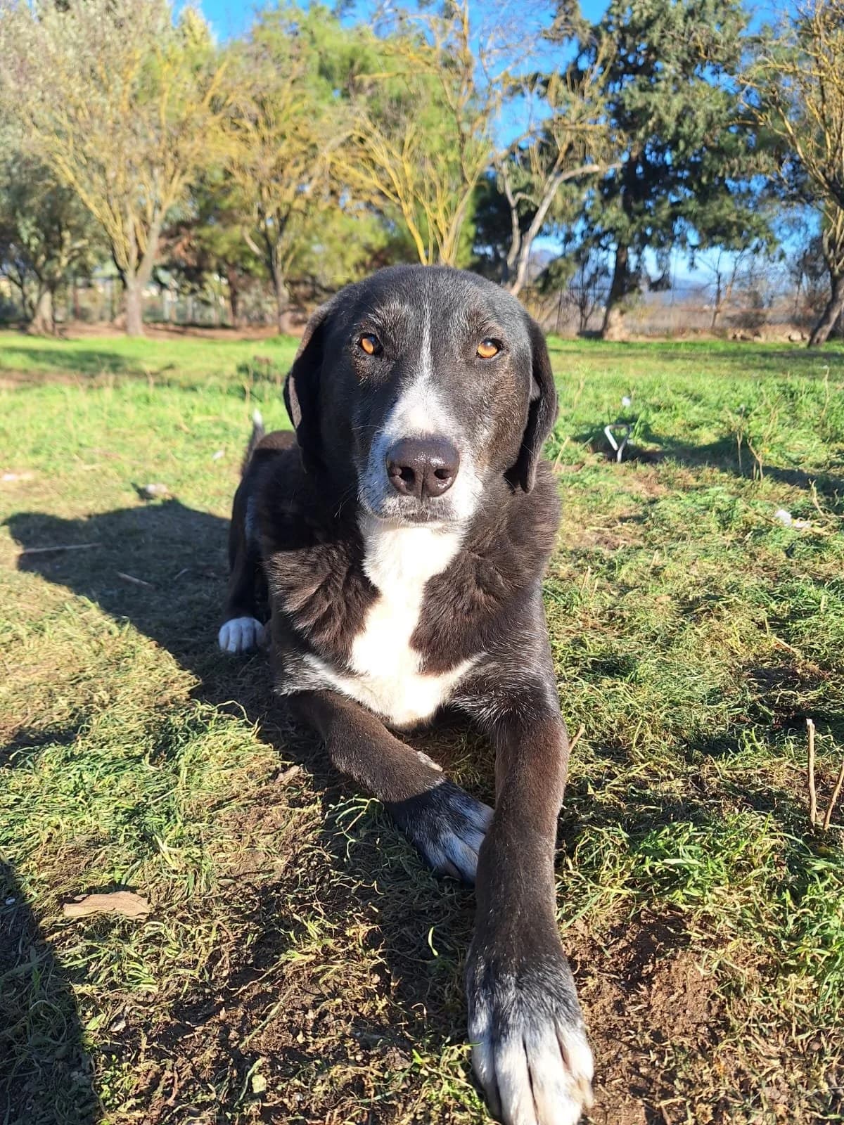 Angel, Mixed Breed for adoption at Hopeland Dog Sanctuary