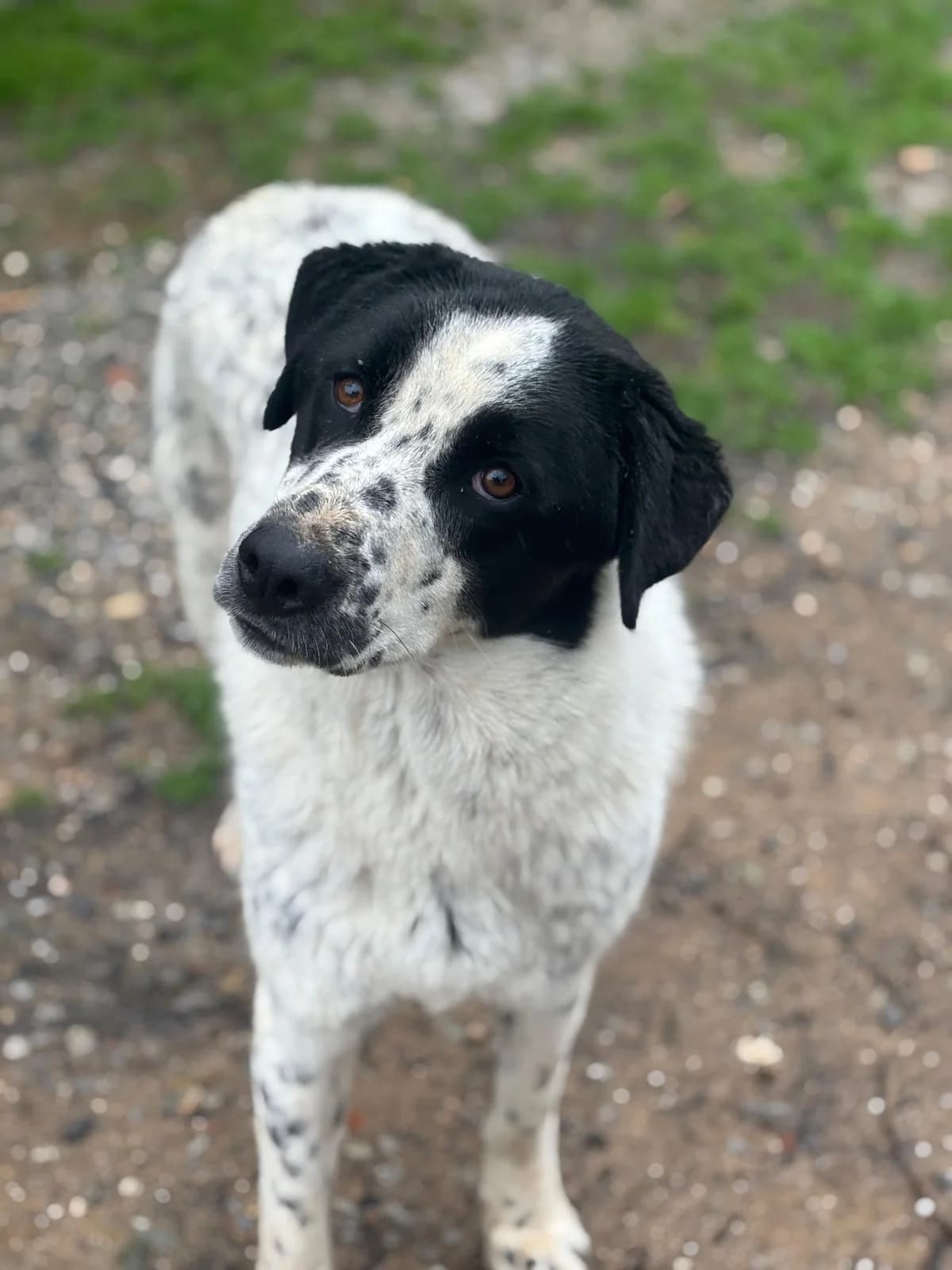 Apollo,  Mixed Breed for adoption at Hopeland Dog Sanctuary