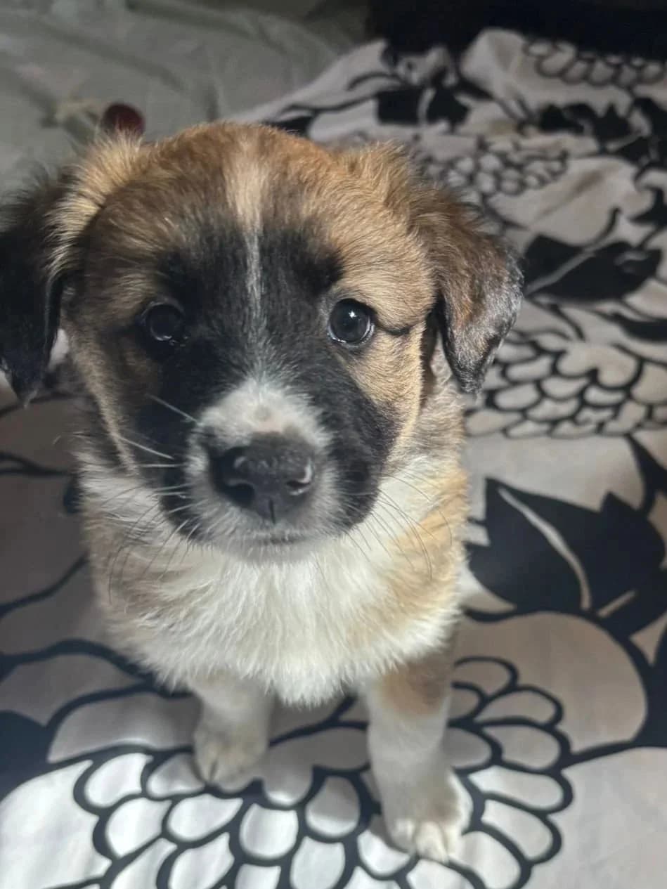 Becca, Mixed Breed for adoption at Hopeland Dog Sanctuary
