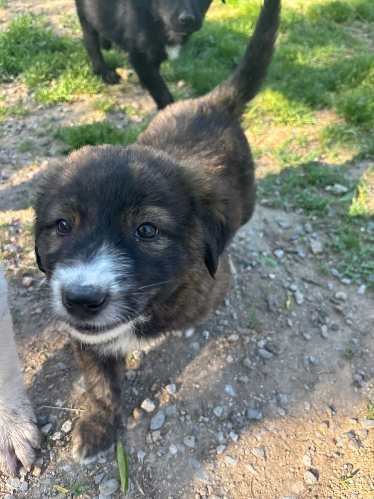 Bee, Mixed Breed for adoption at Hopeland Dog Sanctuary