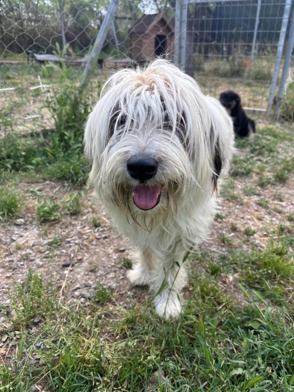 Bella,  Mixed Breed for adoption at Hopeland Dog Sanctuary
