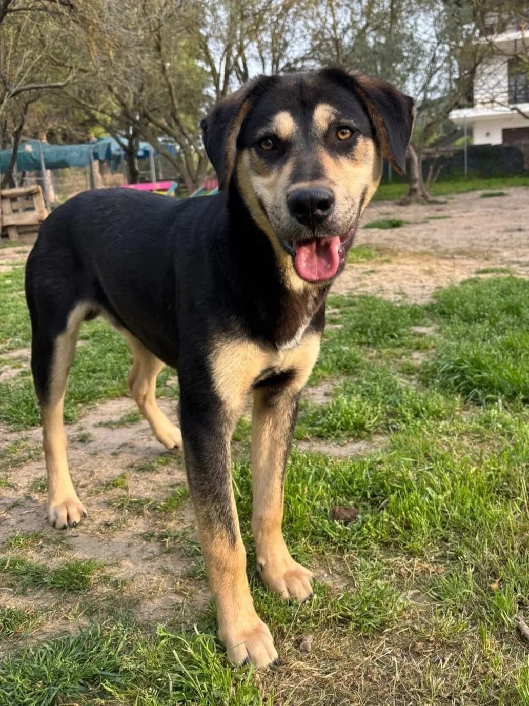 Benito,  Mixed Breed for adoption at Hopeland Dog Sanctuary