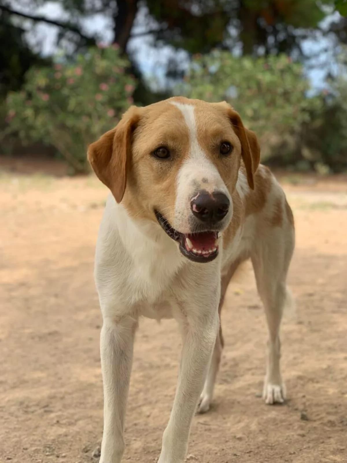 Benny, Mixed Breed for adoption at Hopeland Dog Sanctuary