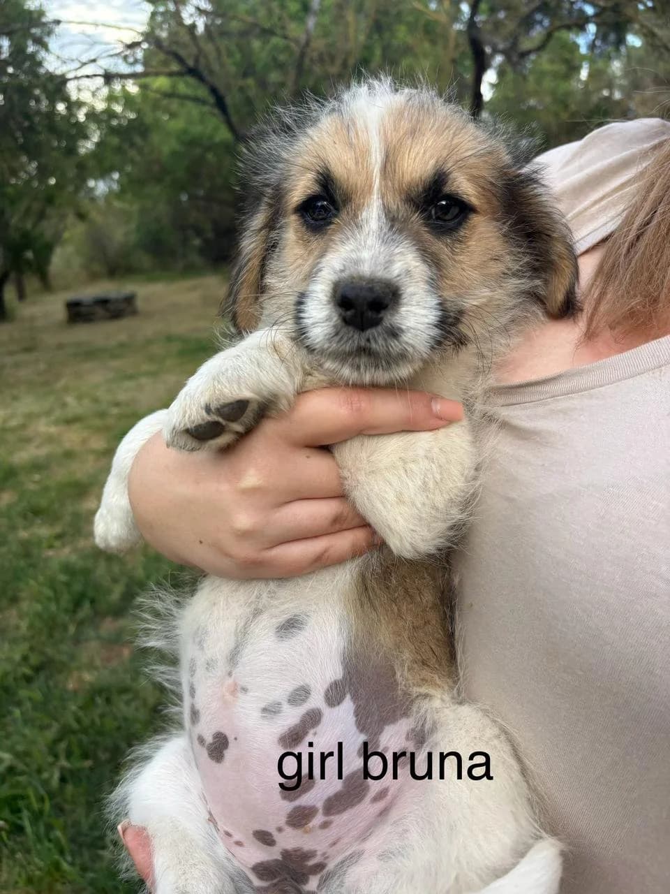 Bruna, Mixed Breed for adoption at Hopeland Dog Sanctuary