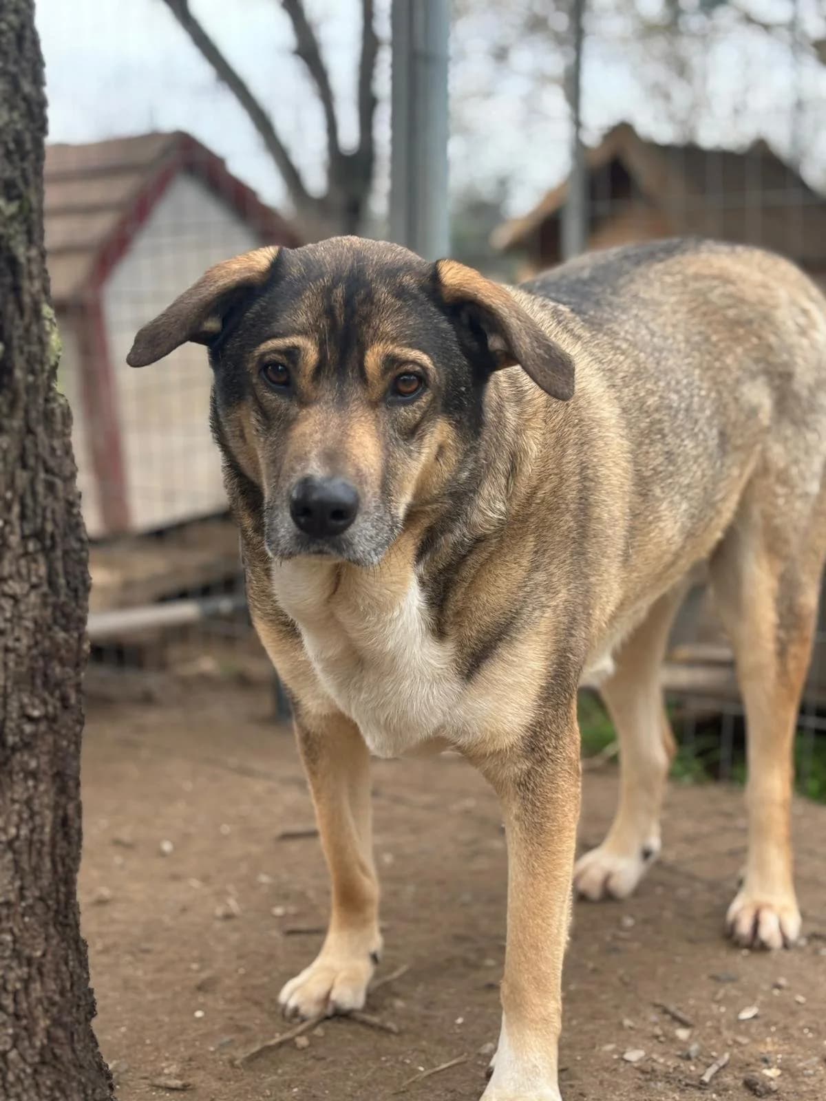 Cassy, Mixed Breed for adoption at Hopeland Dog Sanctuary