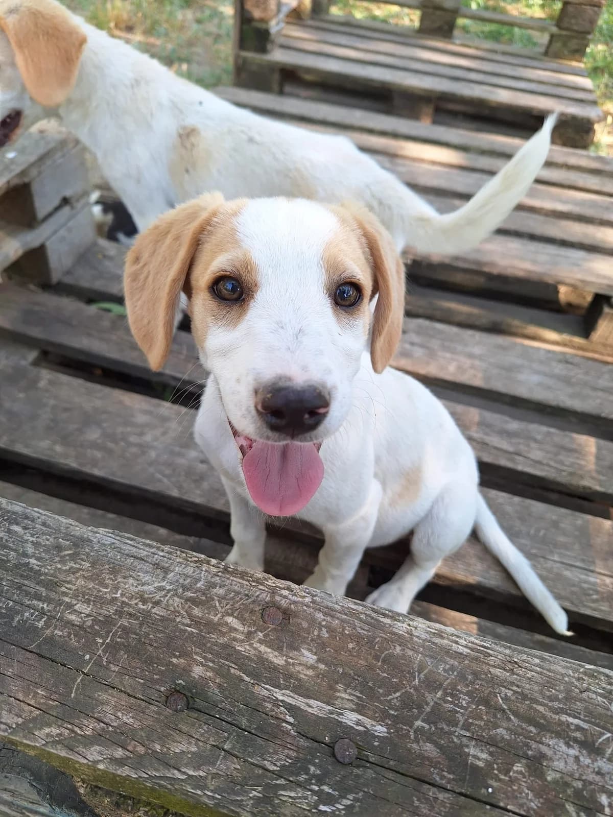 Cha,  Mixed Breed for adoption at Hopeland Dog Sanctuary