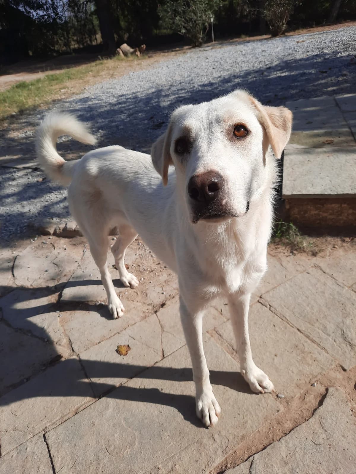 Chloe, Mixed Breed for adoption at Hopeland Dog Sanctuary