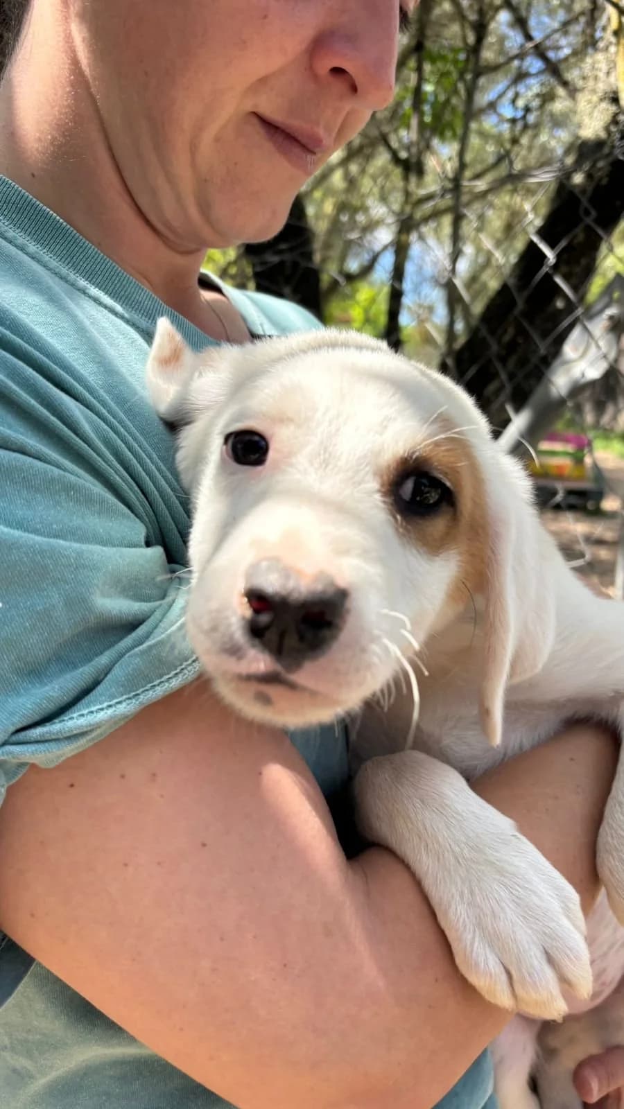 Delia, Mixed Breed for adoption at Hopeland Dog Sanctuary