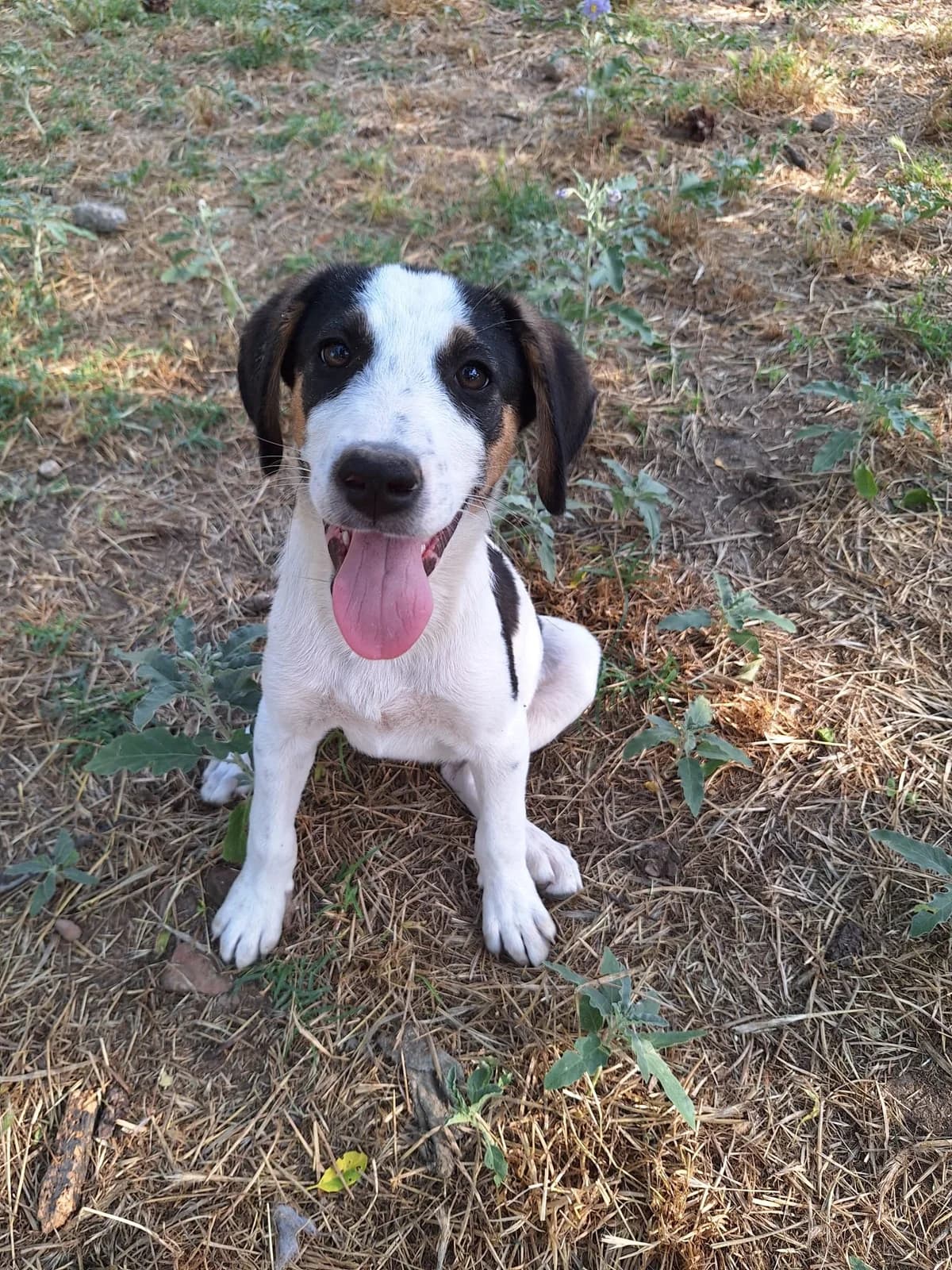 Dot,  Mixed Breed for adoption at Hopeland Dog Sanctuary