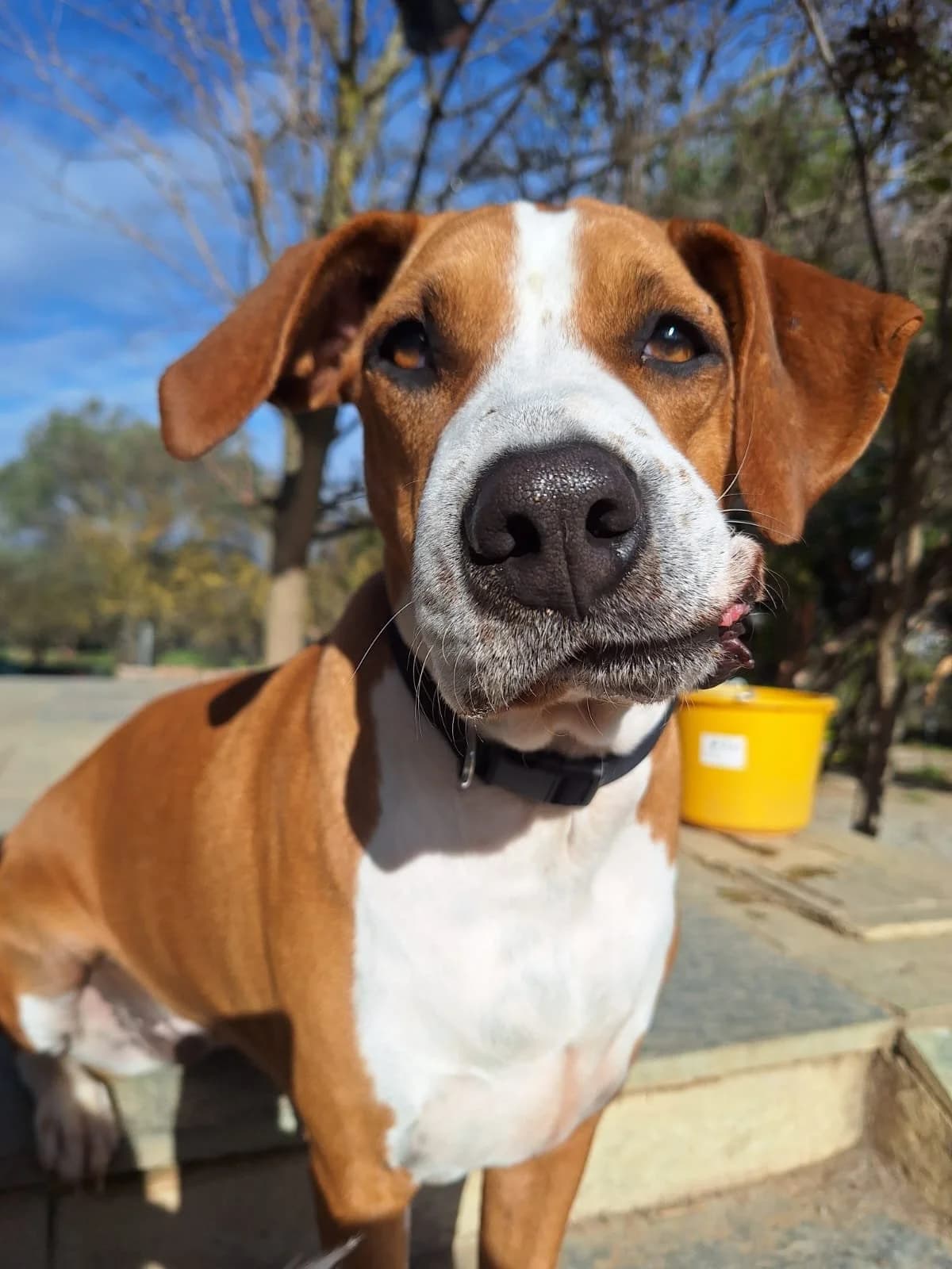 Faith,  Mixed Breed for adoption at Hopeland Dog Sanctuary