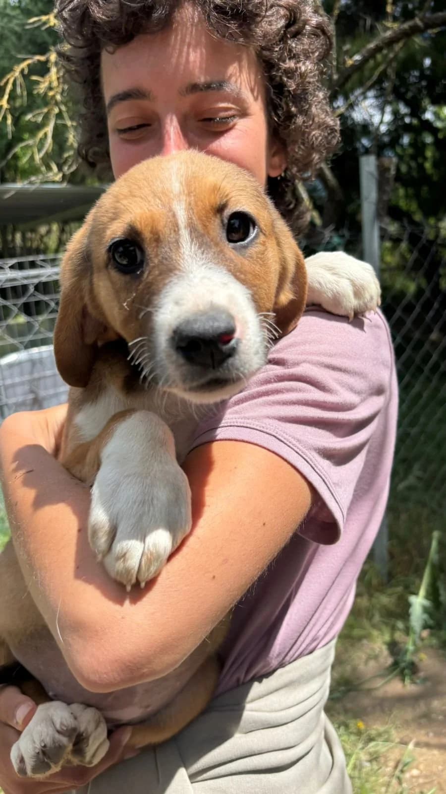 Fern, Mixed Breed for adoption at Hopeland Dog Sanctuary
