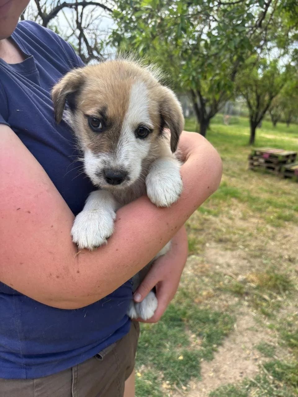 Frina, Mixed Breed for adoption at Hopeland Dog Sanctuary