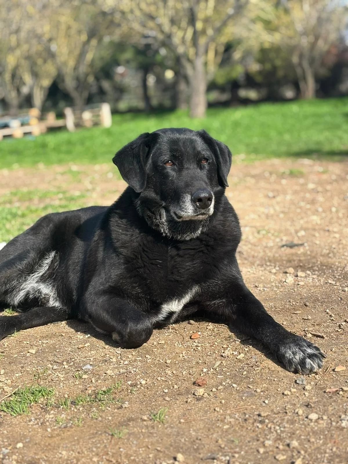 Frixus, Mixed Breed for adoption at Hopeland Dog Sanctuary