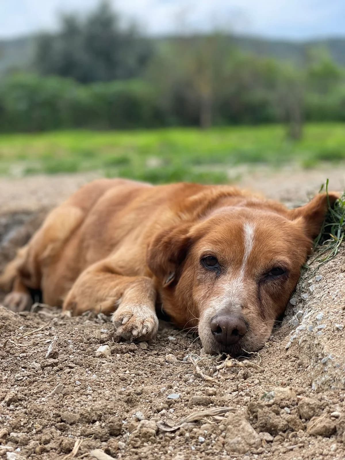 Ginger,  Mixed Breed for adoption at Hopeland Dog Sanctuary