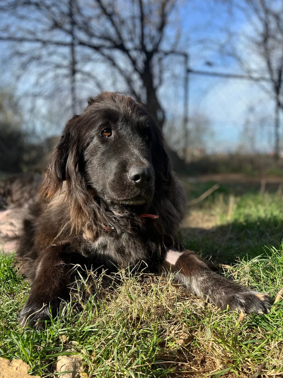 Greta,  Mixed Breed for adoption at Hopeland Dog Sanctuary