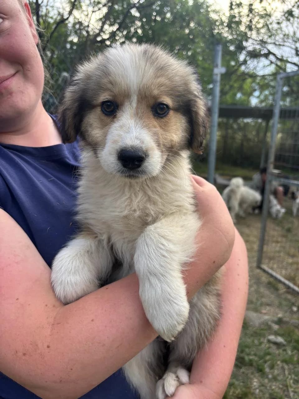 Hanna, Mixed Breed for adoption at Hopeland Dog Sanctuary