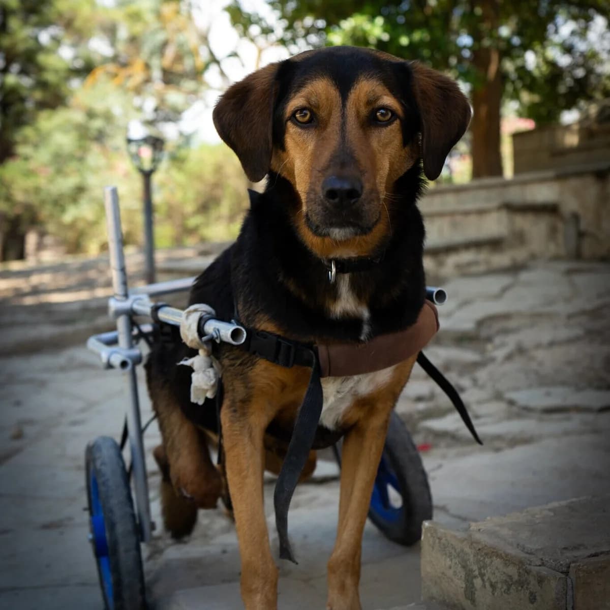 Hope, Mixed Breed for adoption at Hopeland Dog Sanctuary