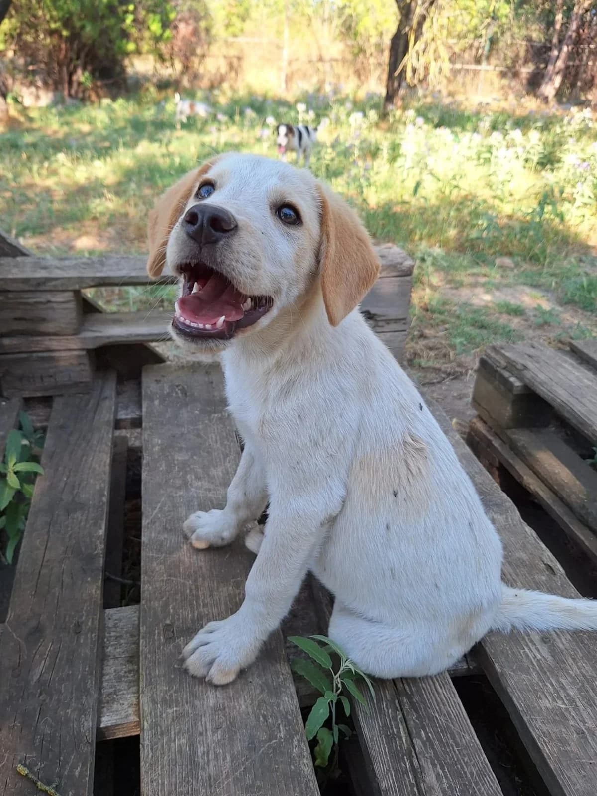 Jacob,  Mixed Breed for adoption at Hopeland Dog Sanctuary