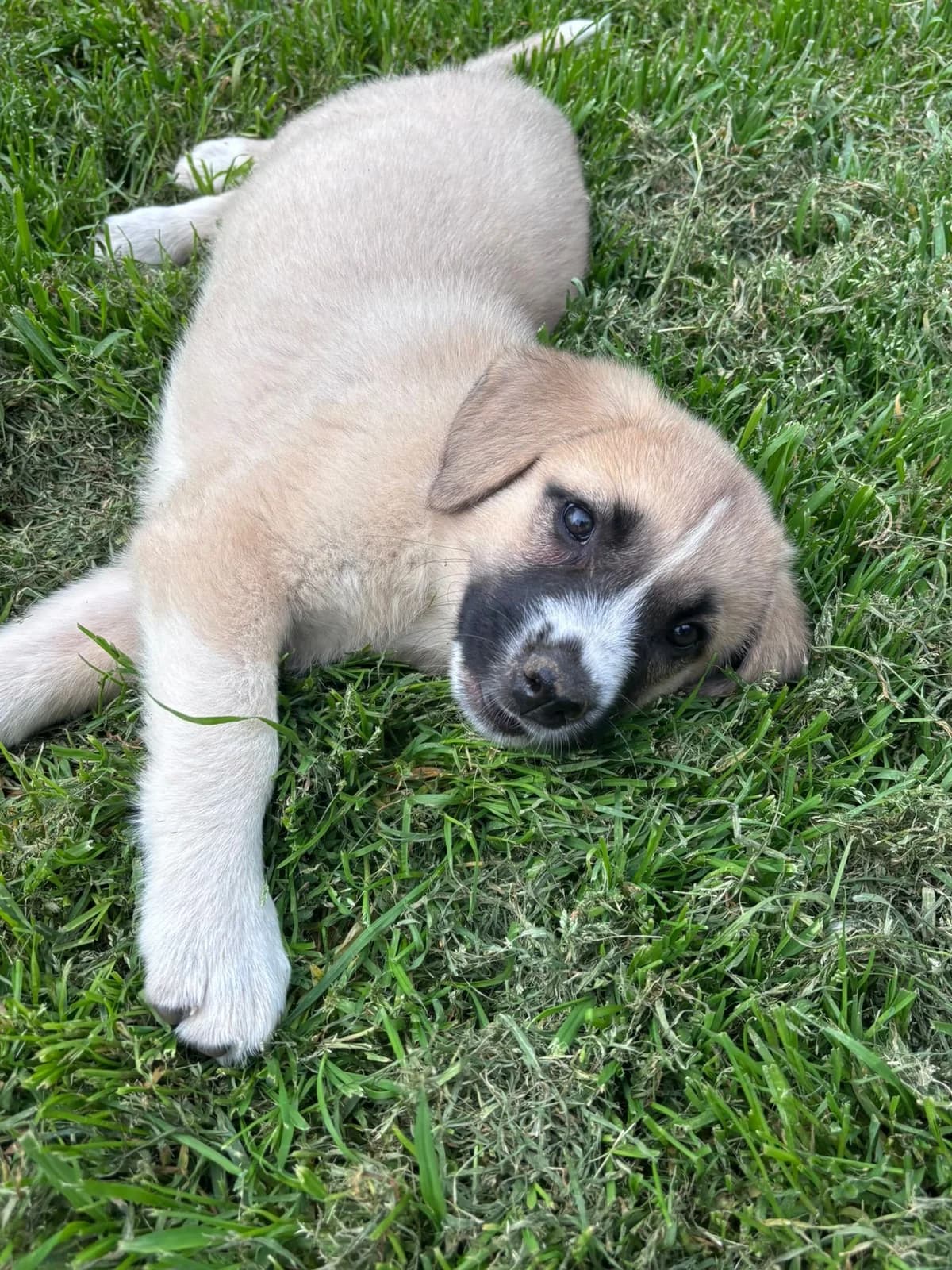 Josi, Mixed Breed for adoption at Hopeland Dog Sanctuary