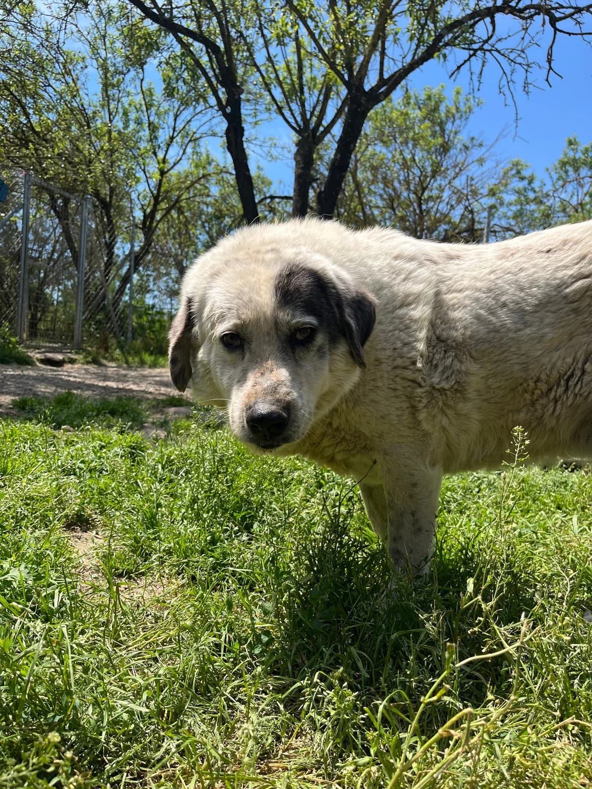 Katia,  Mixed Breed for adoption at Hopeland Dog Sanctuary