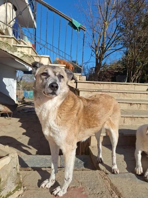 Kira, Mixed Breed for adoption at Hopeland Dog Sanctuary