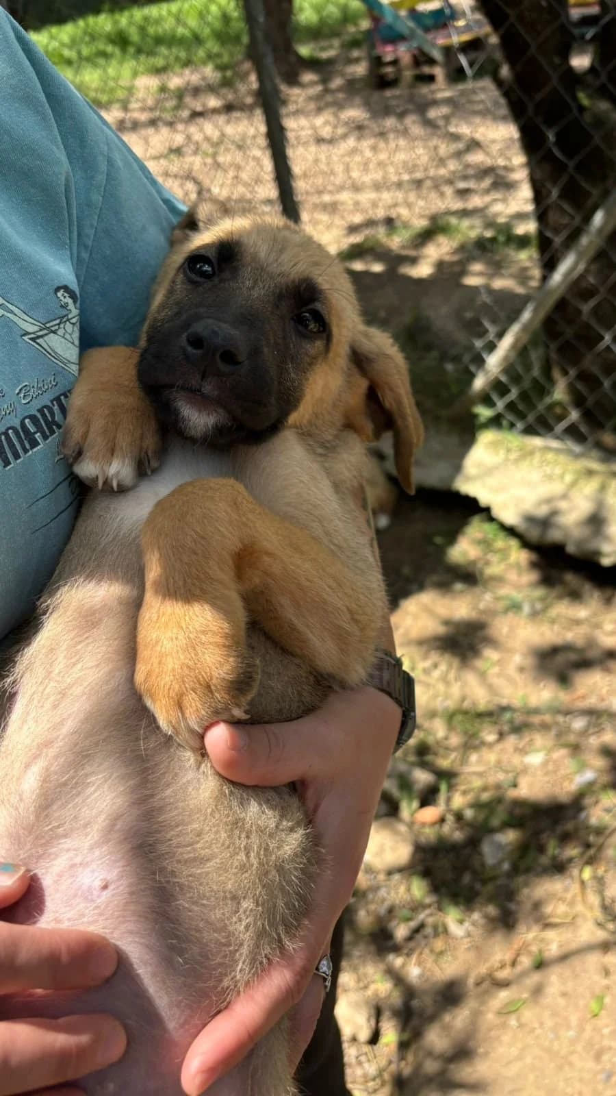 Lailo, Mixed Breed for adoption at Hopeland Dog Sanctuary