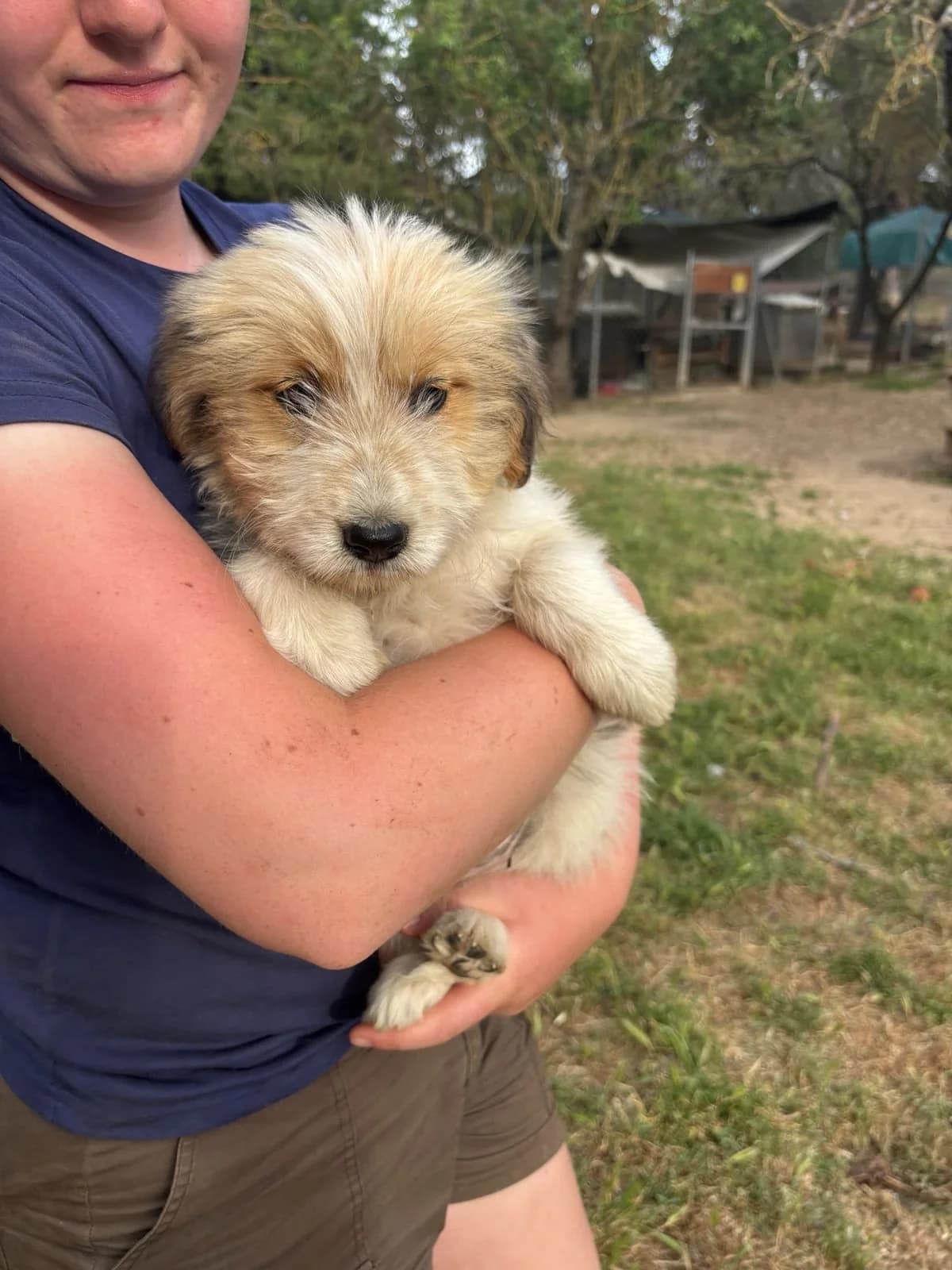 Lala, Mixed Breed for adoption at Hopeland Dog Sanctuary
