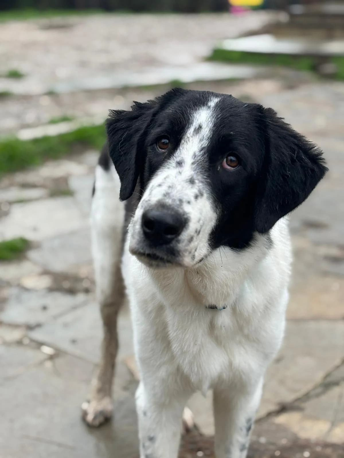 Lazlo,  Mixed Breed for adoption at Hopeland Dog Sanctuary