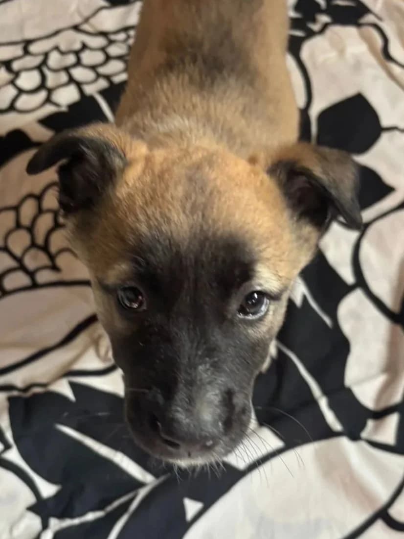 Lippa, Mixed Breed for adoption at Hopeland Dog Sanctuary