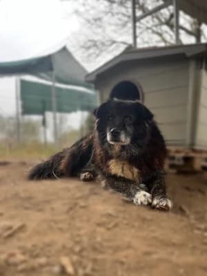 Love,  Mixed Breed for adoption at Hopeland Dog Sanctuary