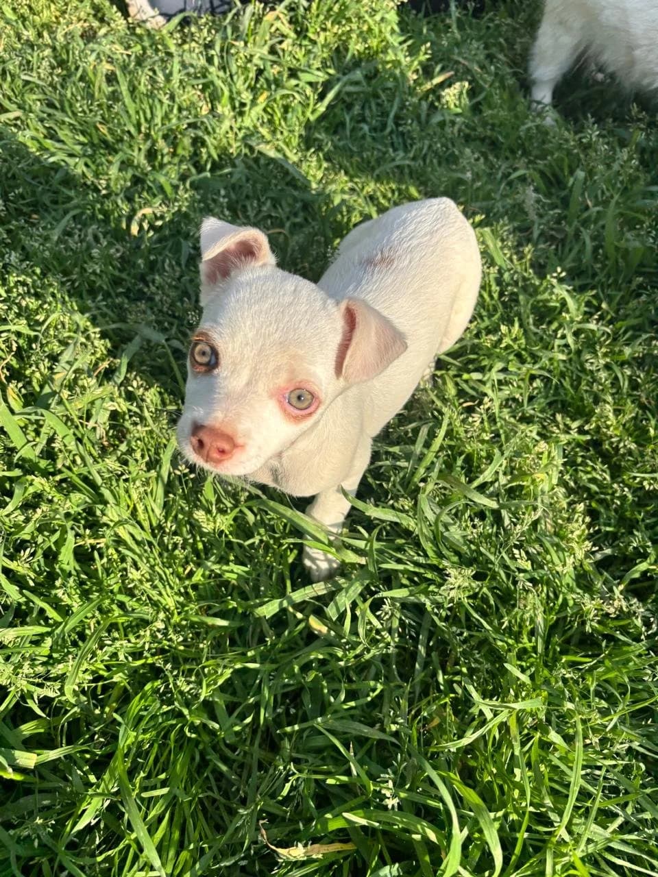 Marie, Mixed Breed for adoption at Hopeland Dog Sanctuary