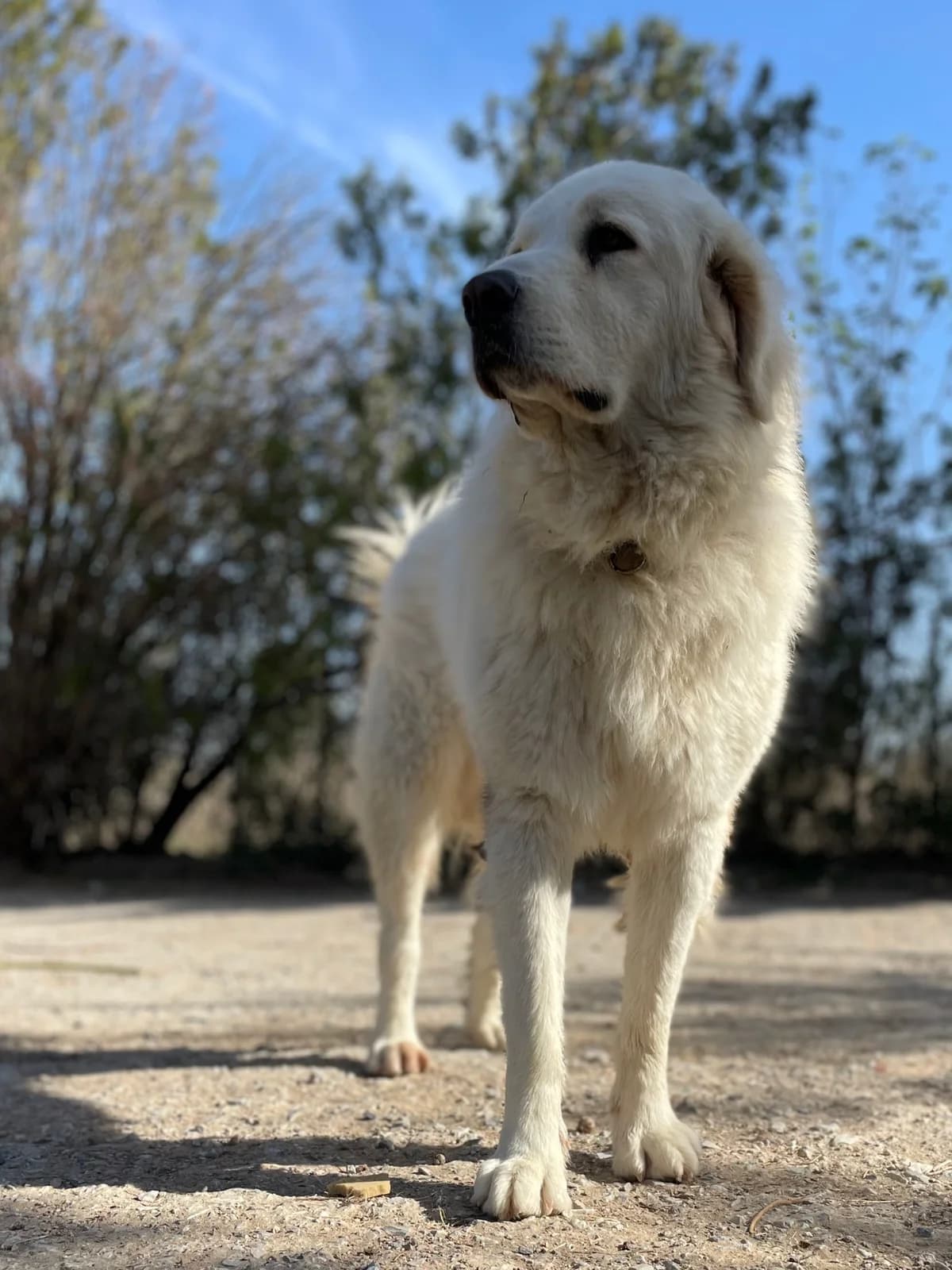 Mr White, Mixed Breed for adoption at Hopeland Dog Sanctuary