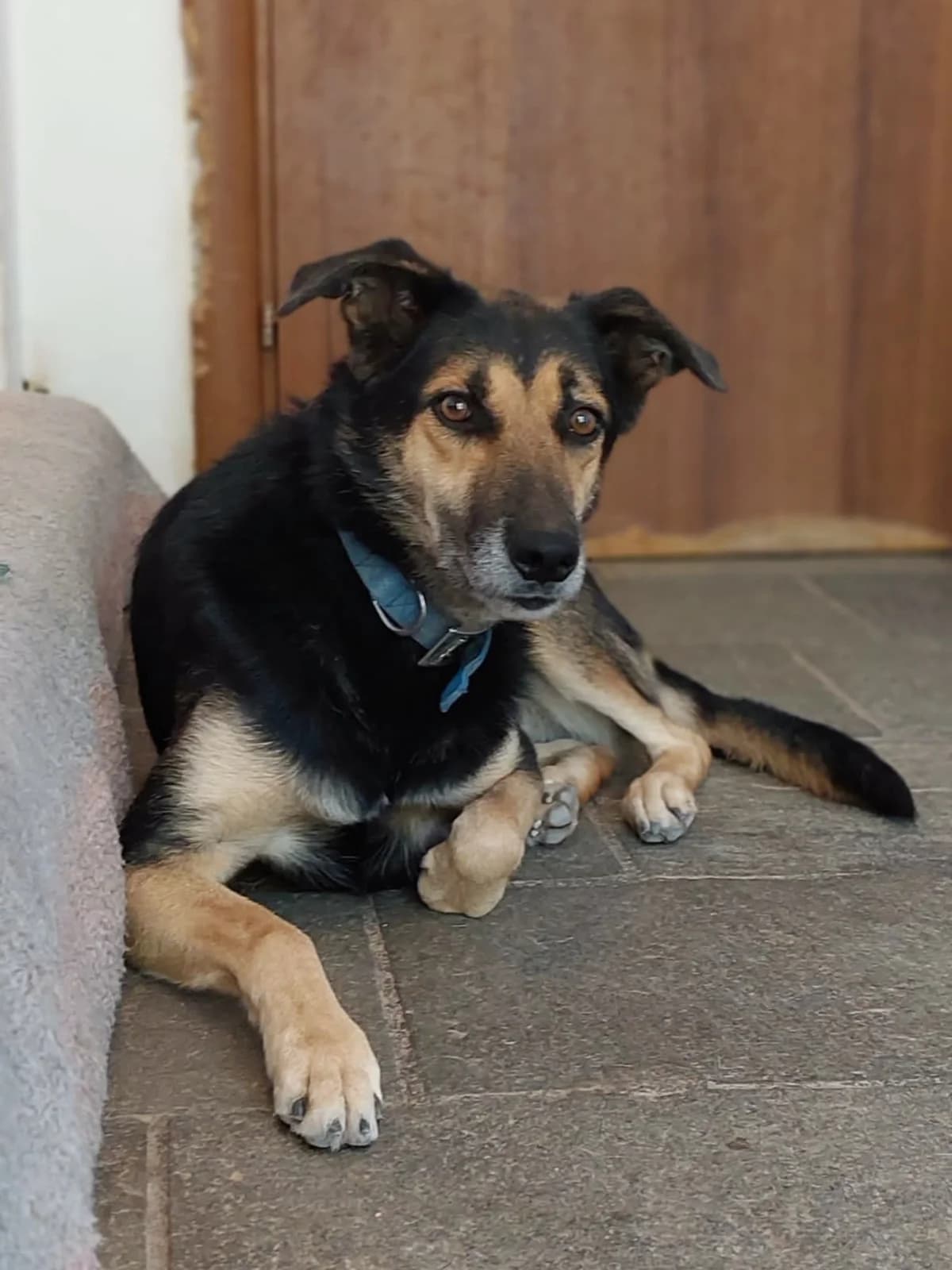 Nala, Mixed Breed for adoption at Hopeland Dog Sanctuary
