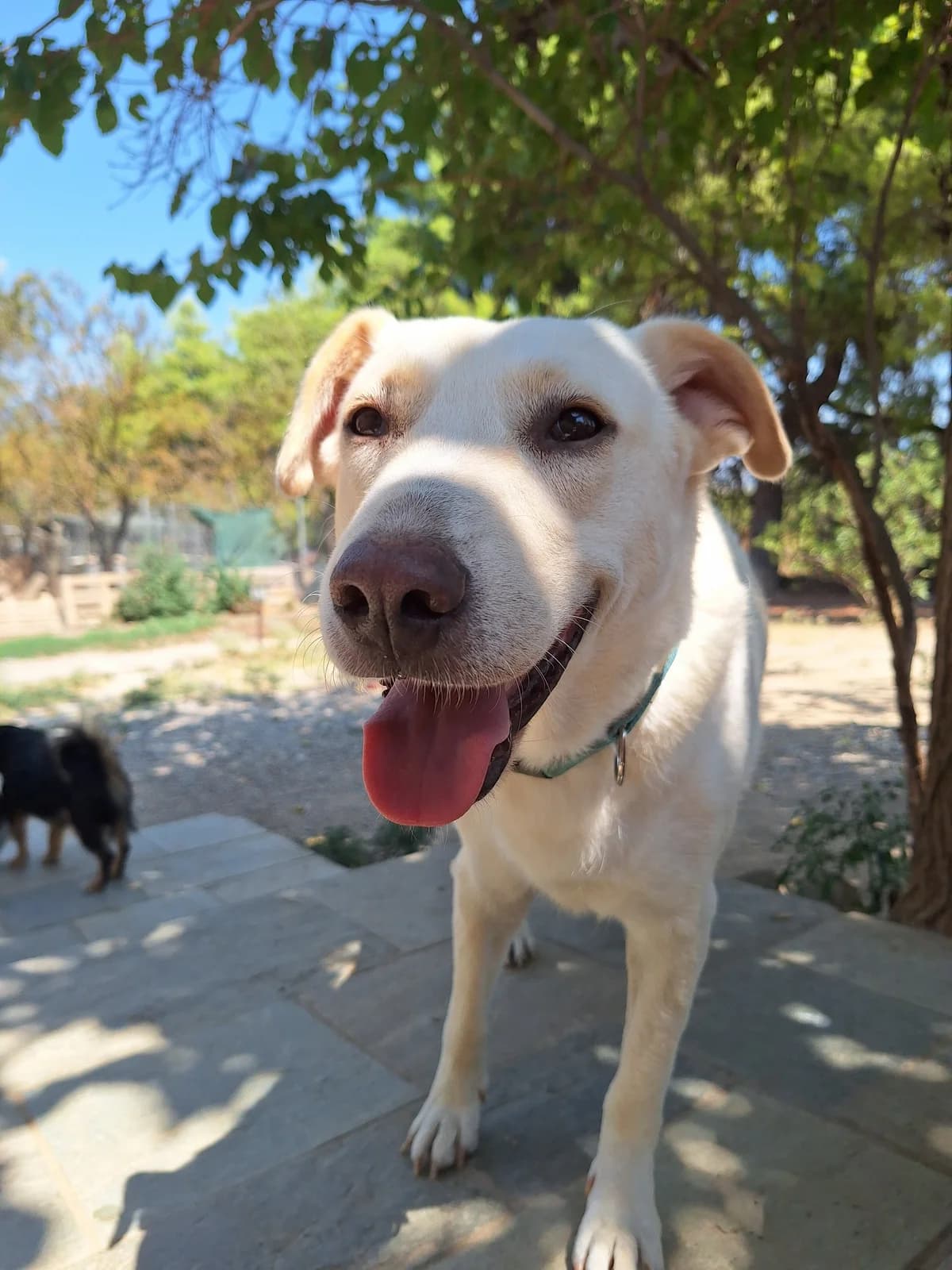 Nea,  Mixed Breed for adoption at Hopeland Dog Sanctuary
