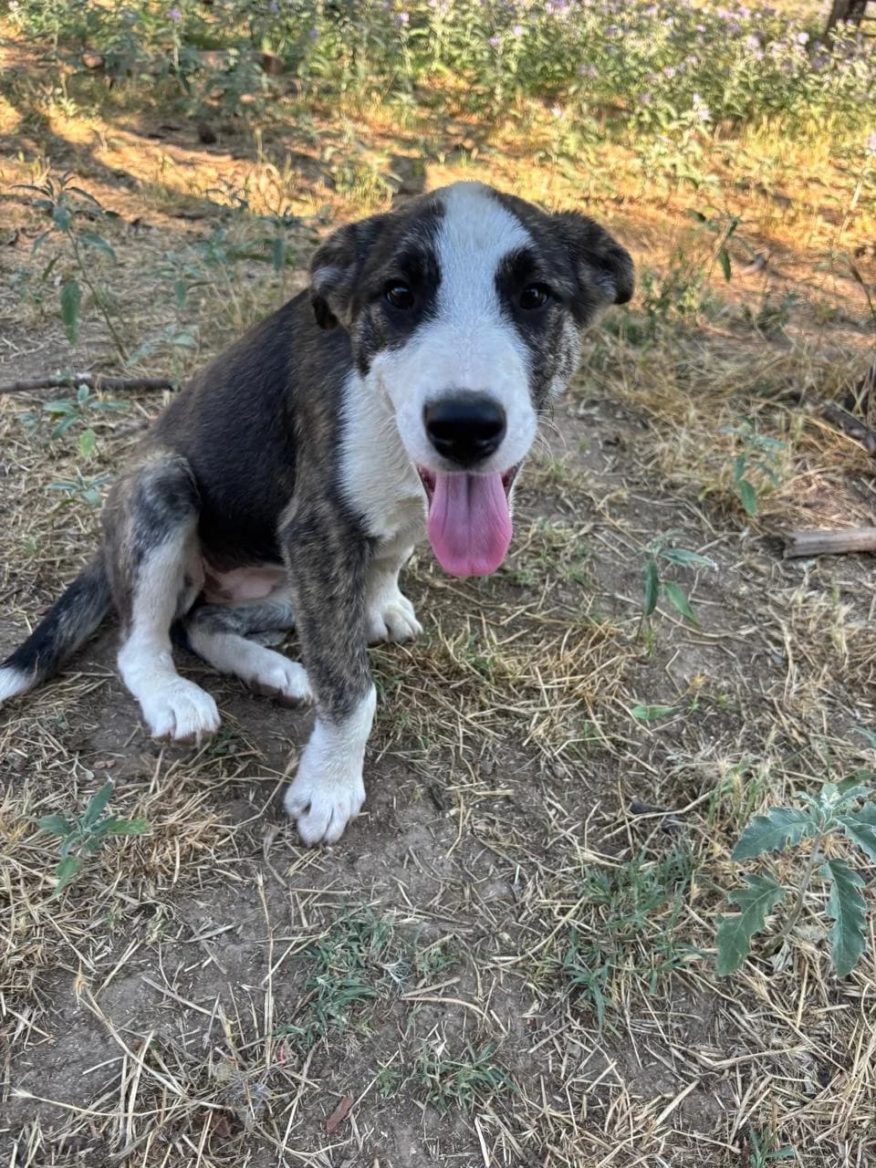 Nova,  Mixed Breed for adoption at Hopeland Dog Sanctuary