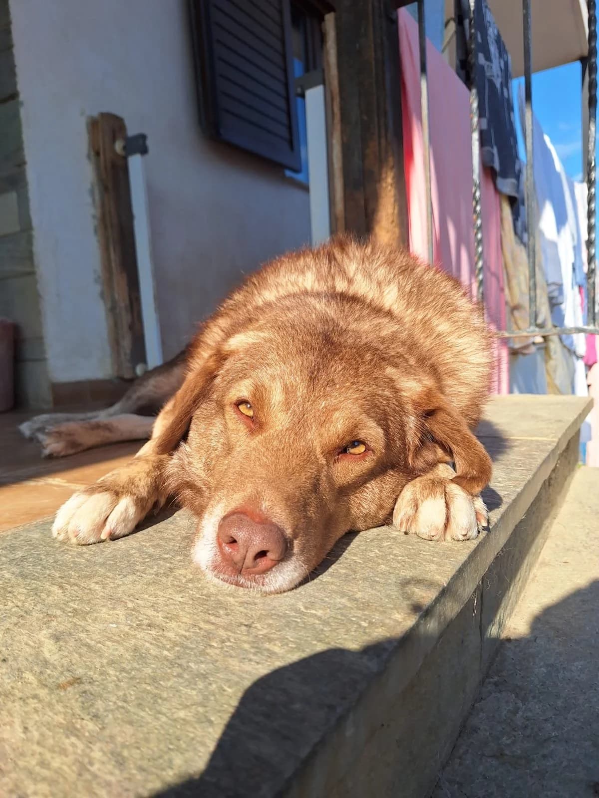 Pablo,  Mixed Breed for adoption at Hopeland Dog Sanctuary