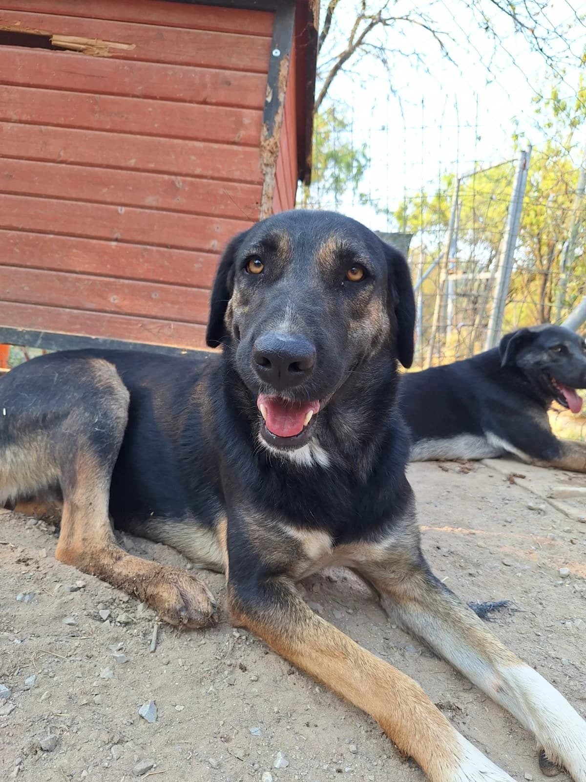 Pepita,  Mixed Breed for adoption at Hopeland Dog Sanctuary
