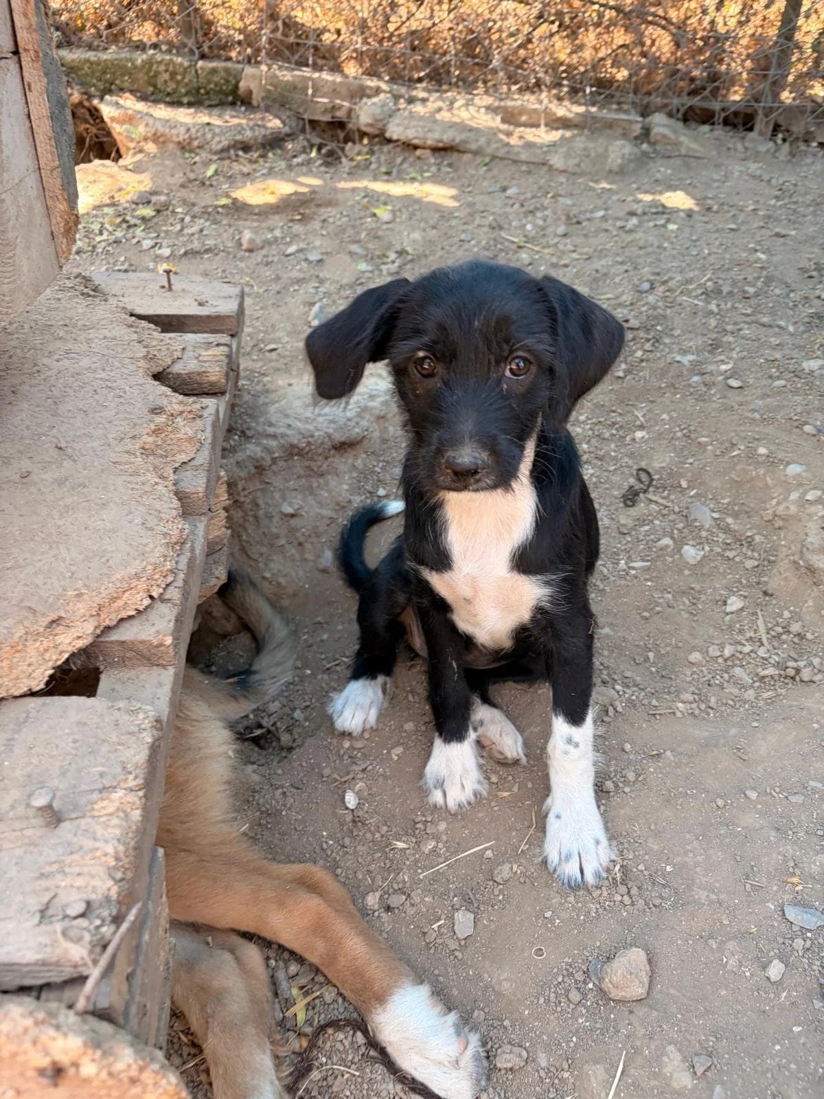 Phoebe,  Mixed Breed for adoption at Hopeland Dog Sanctuary