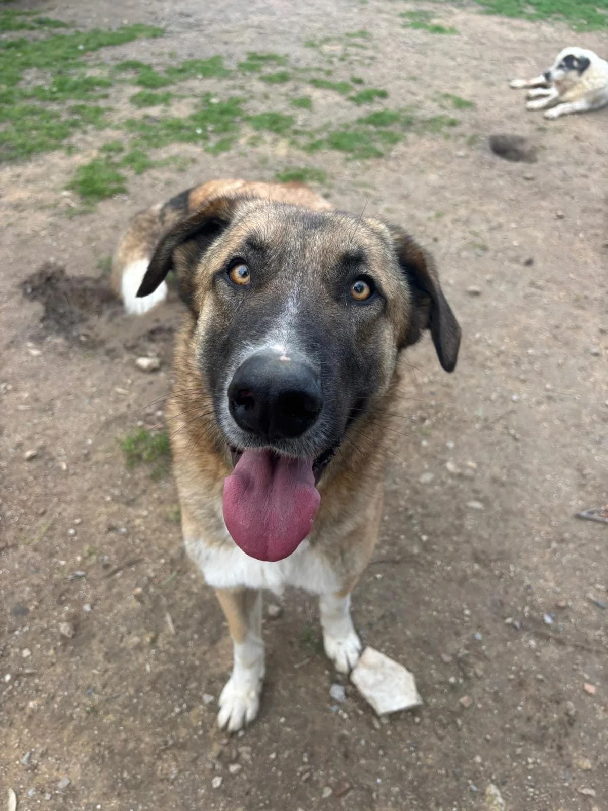 Phoenix,  Mixed Breed for adoption at Hopeland Dog Sanctuary