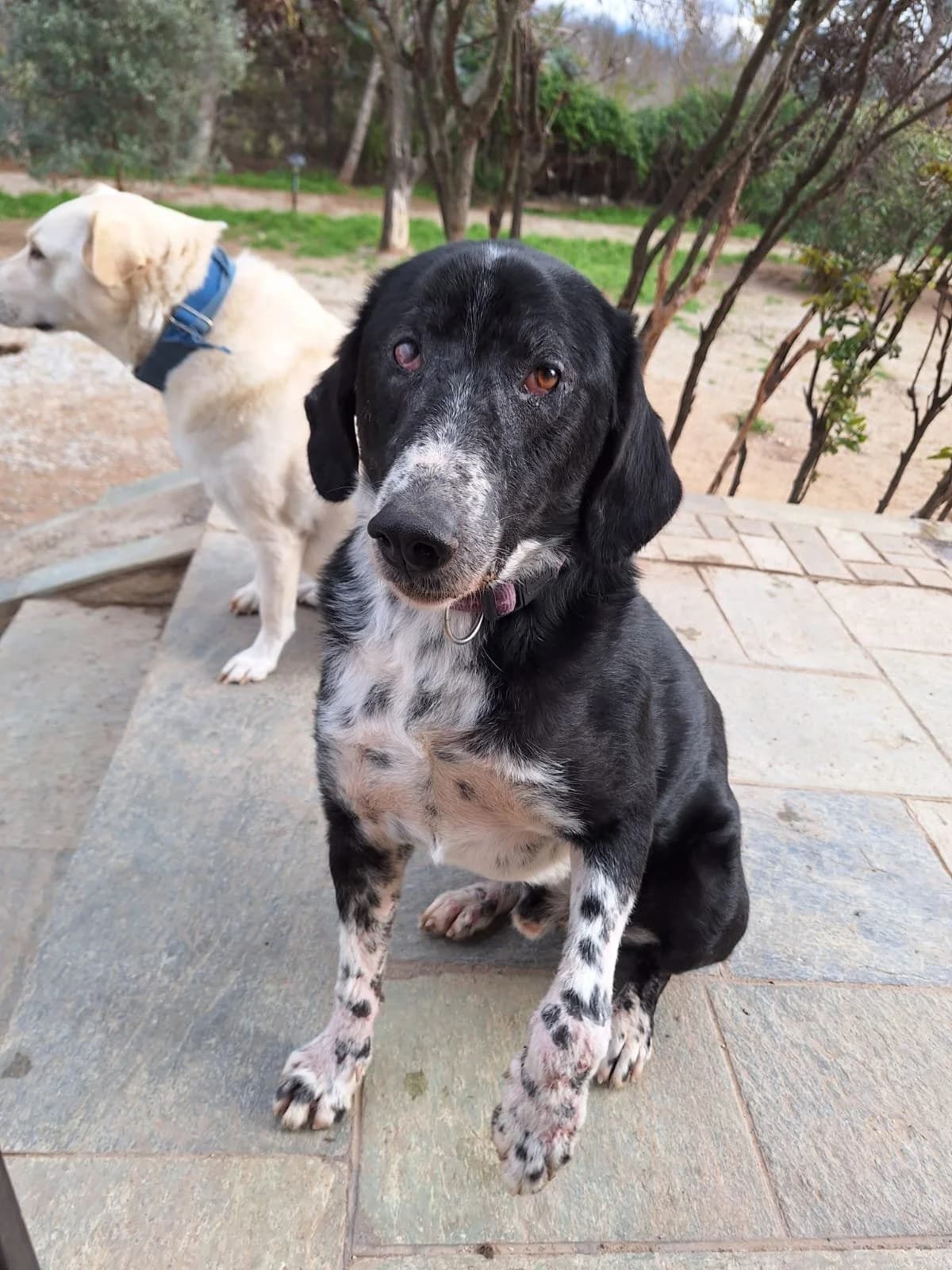 Phos,  Mixed Breed for adoption at Hopeland Dog Sanctuary